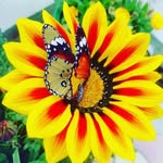 nature_photography_h.m profile picture