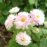 nature_pyare profile picture