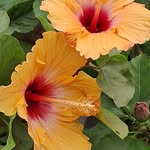 naturesnotebookbybushraafree profile picture