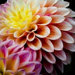 natures_palette23 profile picture