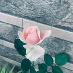naureen9437 profile picture