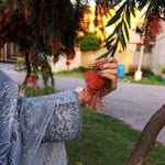 nazia_amjad_456 profile picture