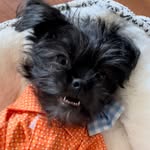 neatplanes profile picture