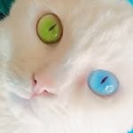 necomofumofu profile picture