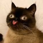 neko.ikiru.san profile picture