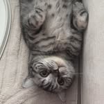 nekomom.a profile picture