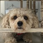 nellie_boo_lipton profile picture