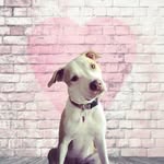 nellietheprettypittie profile picture