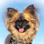 nelson.the.pup profile picture
