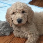 neptunethedoodle profile picture