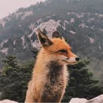 neraidem profile picture