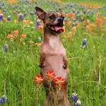 nessie_mcnubs profile picture