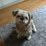 nev.jp profile picture