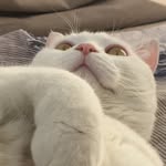 nevethewhitecat profile picture
