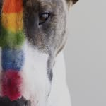 nevillejacobs profile picture