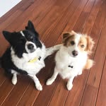 newcastlecolliebrothers profile picture