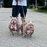 new_g3n_bullyz profile picture