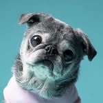 newoldpugsuji profile picture
