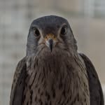 newshatavakolian profile picture
