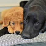 newton_and_gordon profile picture