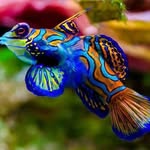 nibrassab profile picture