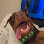 nickslikesfranks profile picture