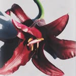 nicolas.casttro profile picture