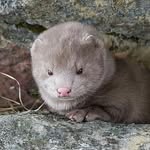 nicolas.the.mink profile picture