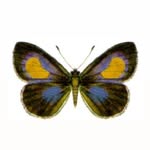 nicoleclaudiaa profile picture