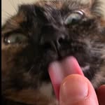 nik_gatto_ profile picture