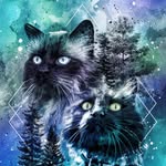 nikki_forest_cat profile picture