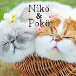 nikoandpoko profile picture