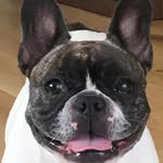 nikotonoriko profile picture