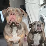 nila_blue_staffy profile picture