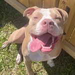 nilla_thepitmix profile picture