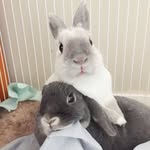 nimbusnbeans profile picture