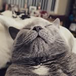 nimbus_the_grey profile picture