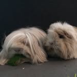 nimph_and_zumi profile picture