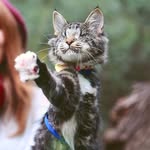 ninatheblindcat profile picture