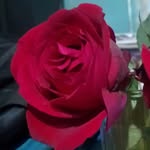 nithila_sarkar profile picture
