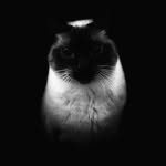 nlambroza profile picture