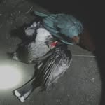 nnijwmsa profile picture
