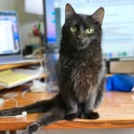 no_ordinary_housecats profile picture