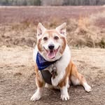 noahthechubbycorgi profile picture