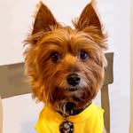 noah_the_york1e profile picture