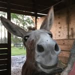 nobleislandrescue profile picture