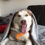 nodderthewonderhusky profile picture