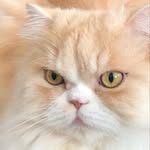 nonimaste profile picture