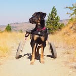 noodsterscootster profile picture
