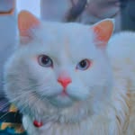 noor.jaan12321 profile picture
